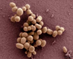 First Synthetic Bacterium
